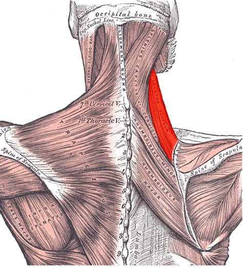 Cervical Motor Control Part 1 Clinical Anatomy Of Cervical Spine