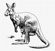 Kangaroo Black And White Clipart , Free Transparent Clipart - ClipartKey