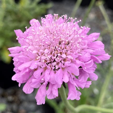 Scabiosa ‘pink Mist Pincushion Flower Cavanos Perennials