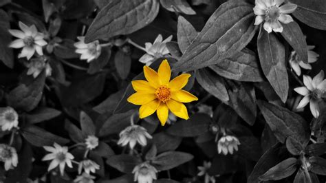 Download Gray And Yellow Leaves Flower Wallpaper