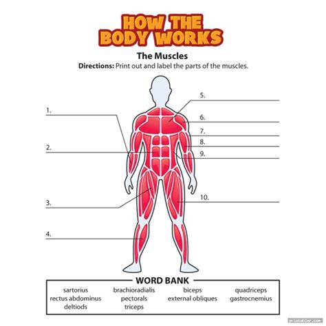 Muscle Anatomy Workshet