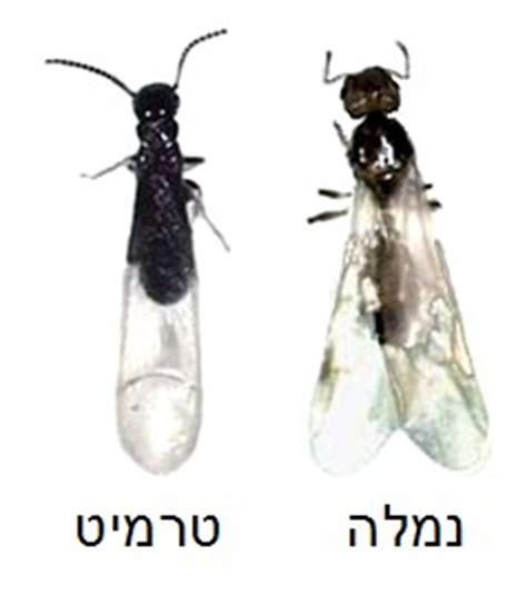כאשר מדובר בעכבר בודד שפלש לדירה, כדאי ומומלץ לרצף את הבית במלכודות ביתיות. טרמיטים מכונפים או נמלים מעופפות? • טרמיטוס - הדברת טרמיטים