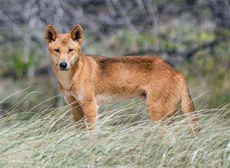 Rescuers Discover Adorable Stray Is Actually 100 Pure Dingo Pup