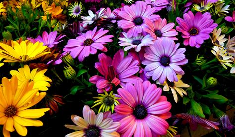 Spring Floral Desktop Wallpapers Top Free Spring Floral Desktop