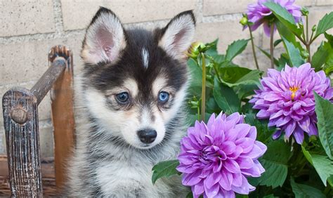 Check out our blog for the latest news and posts. Pomeranian Husky (Pomsky): Price, Pictures, Breeders ...