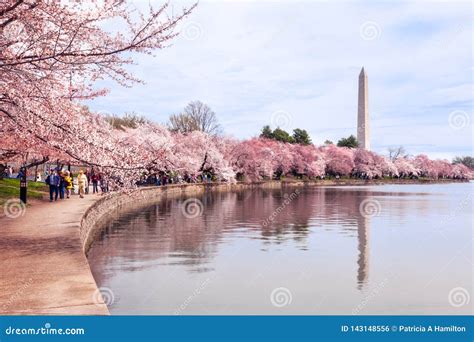 Cherryblossoms In Peak Bloom At Tidal Basin Editorial Photo Image Of