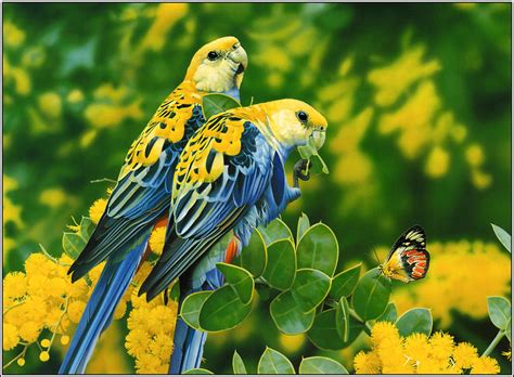 Incredible Images Love Birds High Resolution