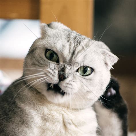 Cerita lucu anjing cerita humor lucu kocak gokil terbaru. 16+ Gambar Lucu Nenek Marah - Kumpulan Gambar Lucu