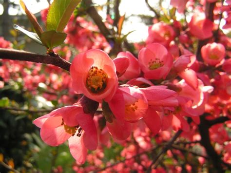 10 035 просмотров 10 тыс. come si chiamano quei bei cespugli con fiori rosa | Forum di Giardinaggio.it