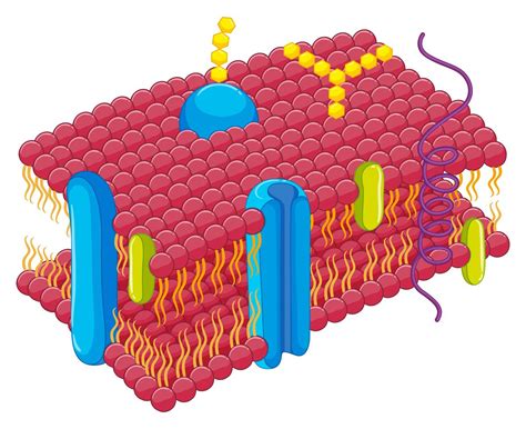 Cell Membrane In Closer Look 434535 Vector Art At Vecteezy