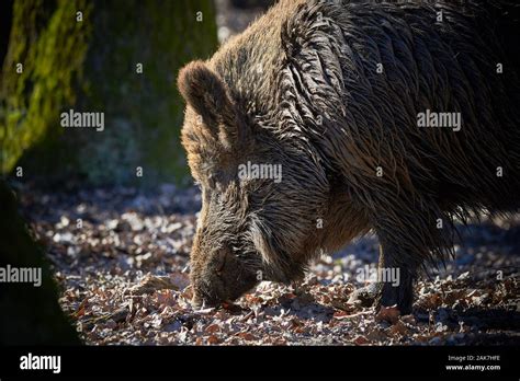 Central Europe Wild Boar In The Forest Sus Scrofa Stock Photo Alamy