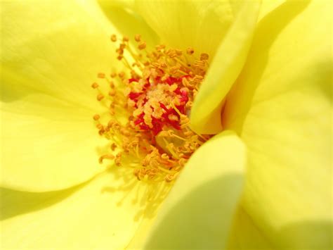 Fotos Gratis Fotografía Luz De Sol Hoja Pétalo Rosa Polen Alto