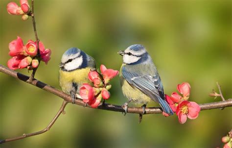 Cute Bird Spring Desktop Wallpapers Top Free Cute Bird Spring Desktop