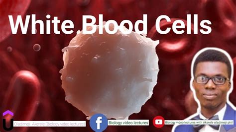Organization White Blood Cells Youtube