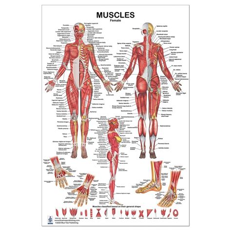 Back Muscle Diagram Female A General Introduction To The Muscular