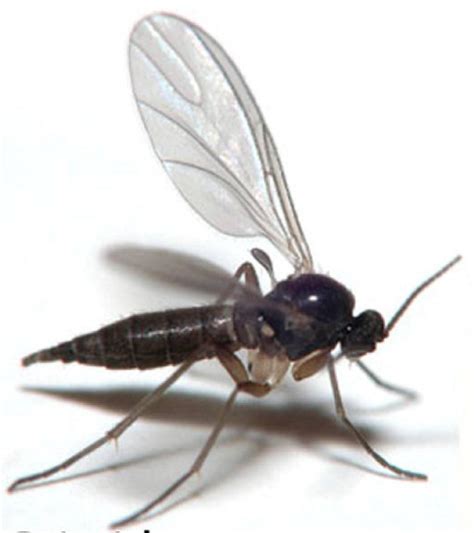 The Little Worms That Promise To Rid Your Home Of Fungus Gnats