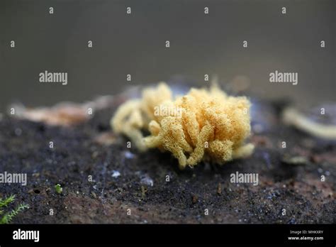 Yellow Slime Mold Arcyria Obvelata Stock Photo Alamy