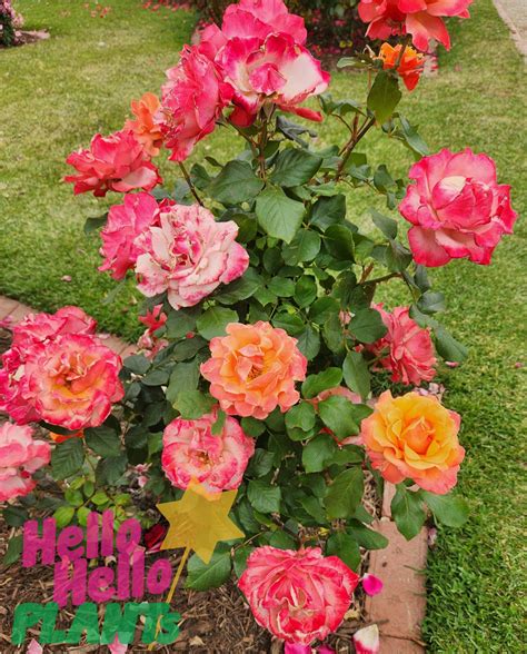 Rose Tuscan Sun 3ft Standard Hello Hello Plants