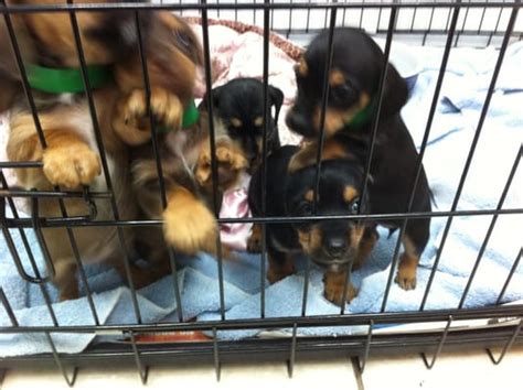 40 HQ Photos Humane Society Puppies For Adoption Near Me / Spca Puppies ...