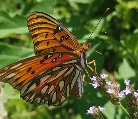 Gulf Fritillary Passion Butterfly In Lafayette La Rbutterflies