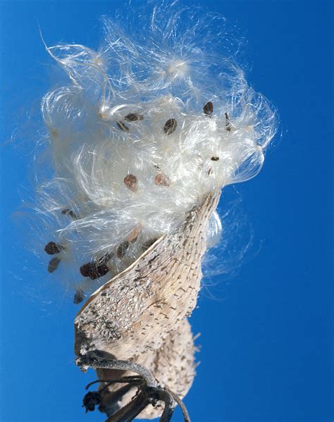 Common Milkweed Photograph By Robert J Erwin Fine Art America
