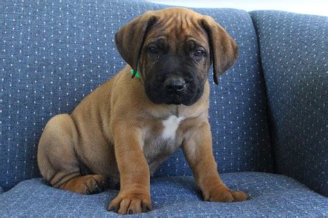 Feel free to browse hundreds of active classified puppy for sale listings, from dog breeders in pa and the surrounding. Boerboel Puppies For Sale | Canton, OH #157106 | Petzlover