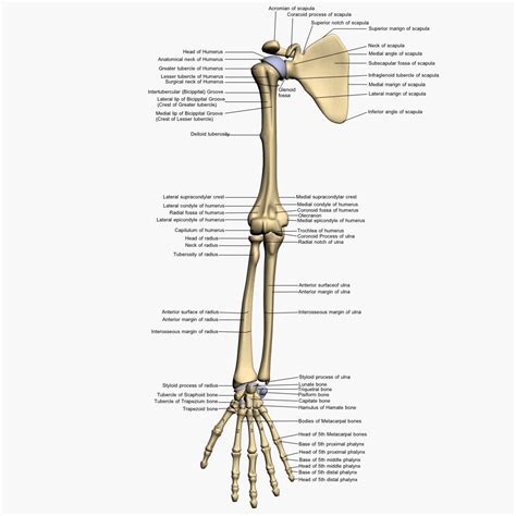 Anatomy Arm Bones 3d Model Bones Human Arm Anatomy Anatomy Arms