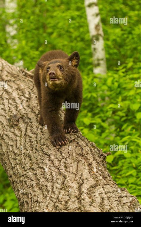 Usa Minnesota Black Bear Cub Captive Stock Photo Alamy