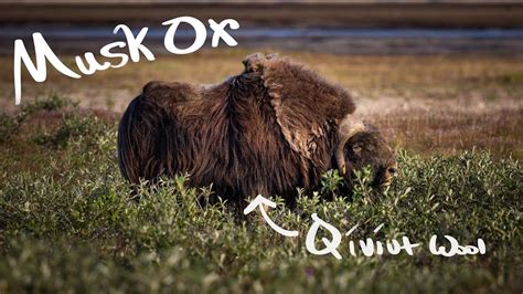 How Musk Ox Survived The Ice Age Youtube