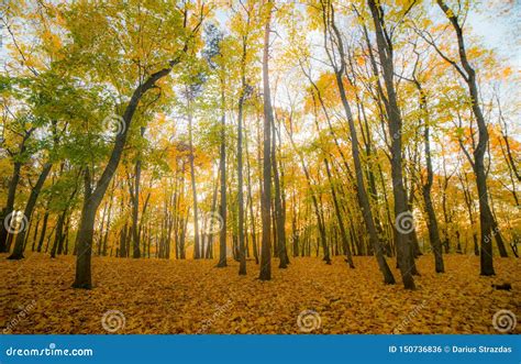 Beautiful Autumn Forest Landscape Stock Photo Image Of Fall