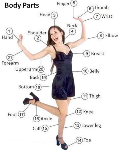 Female Anatomy Diagram Body Parts Named