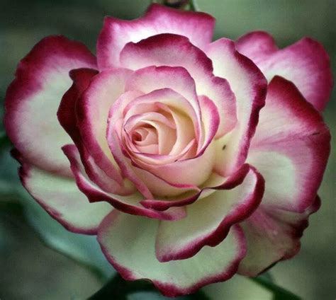 Bienvenue sur le site de fleurs du monde, nous sommes fiers de vous présenter nos collections de roses de colombie fleurs du monde 01 39 51 86 47 41 rue de la paroisse — 78000 versailles. 132 best images about Les plus belles FLEURS DU MONDE on ...