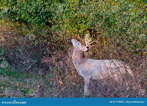 Piebald Whitetail Deer Buck Stock Photo Image Of Nature Whitetail