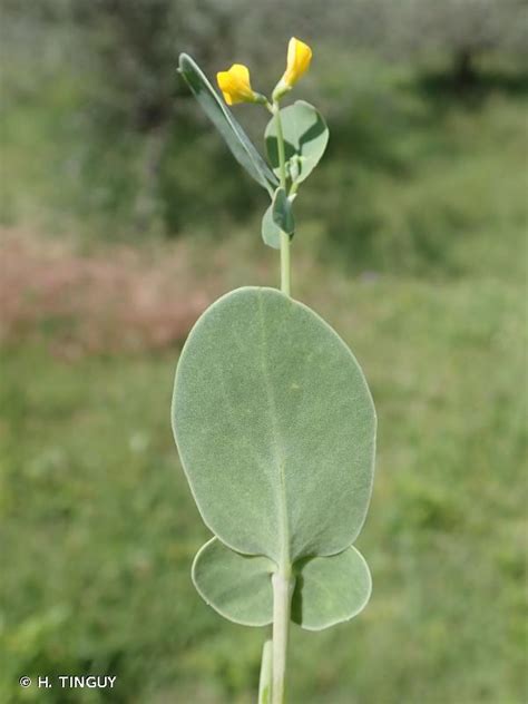 Coronilla Scorpioides L Wdjkoch 1837 Coronille Scorpion