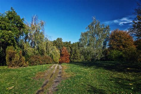 Autumn Forest Landscape Against Blue Sky With A Path Stock Photo