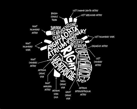 Using Svg To Create An Anatomical Heart With Words Createsvgcom