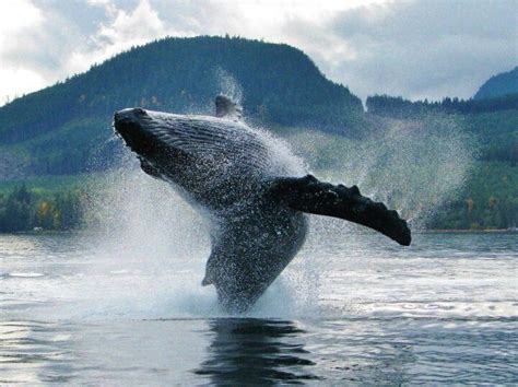 Humpback Whale Putting On A Show Near Campbell River Bc Canada