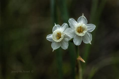 Narcissus Dubius Nadala Menuda Josep M Toset Flickr