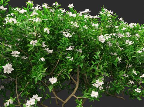 Gardenia Jasminoides Cape Jasmine 3d Model Cgtrader