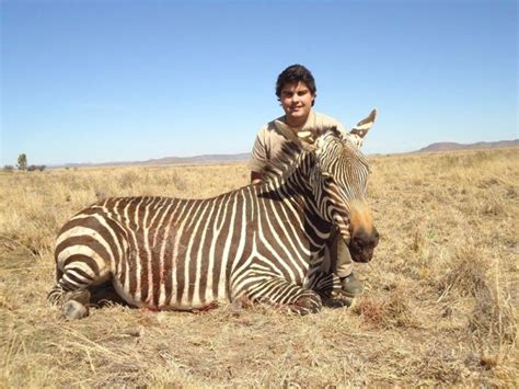 Hunting Mountain Zebra South Africa