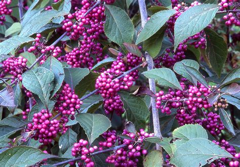 Best Of Winters Berries Bring Color To Oregon Gardens