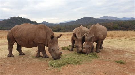 Meet The Director Of The Rhino Recovery Fund Rhino Recovery Fund