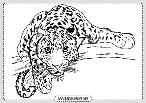 Dibujos De Leopardos Para Colorear Laminas Gratis