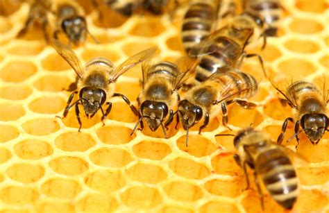 Bienengesundheit Bee Info Bieneninfo