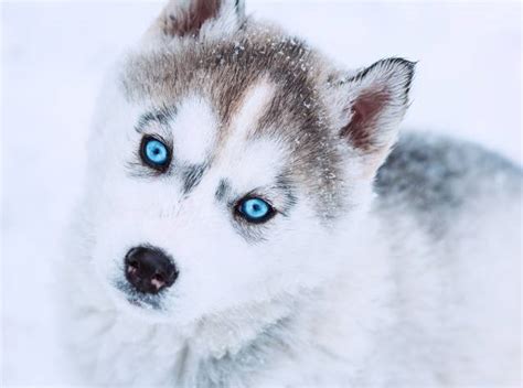 Certains chiens peuvent rarement avoir les yeux bleus en dehors de certaines couleurs de pelage, tandis que d'autres peuvent arborer leurs iris glacés comme une marque de race. Les yeux du chien - Morphologie des chiens