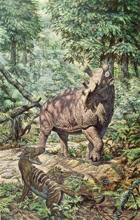 Eocene Mammals Stock Image C0048033 Science Photo Library