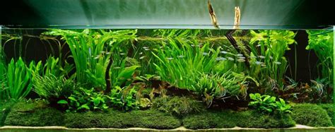 Beginners Guide To Setting Up An Aquarium With Live Plants Bunnycart