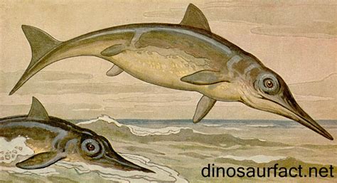 Ichthyosaurus Facts Science Facts