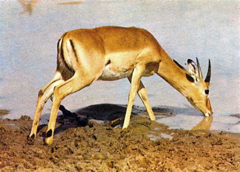 Antelope Animal Facts And Pictures All Wildlife Photographs