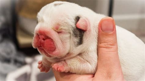 Chunky Newborn Bulldog Puppies Youtube